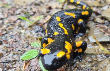 Przytulne Apartamenciki tuż przy Termach i Parku, nieopodal szlak na Turbacz, GPN, KGP - Foto 78