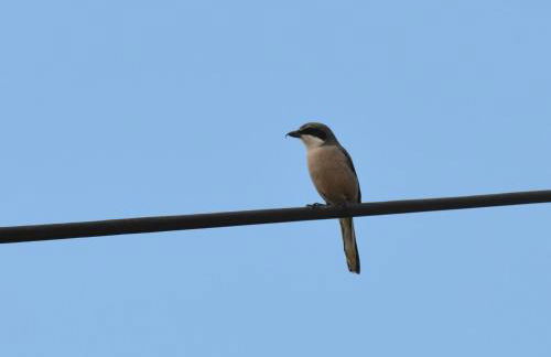 Quinta dos Trevos - Artes e Ofícios - Foto 56