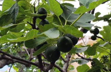 Apartments Popi - Photo 31