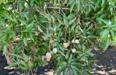 Casa MaBu by Your Madeira Rentals - Foto 36