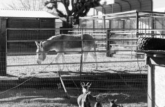 3 Bedroom Ranch -Hot Tub -Walk to P&H and Red Dog - Foto 22