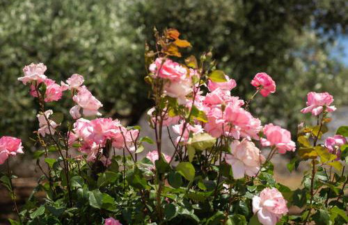 Garden House with Pool, 10min to center - Foto 28