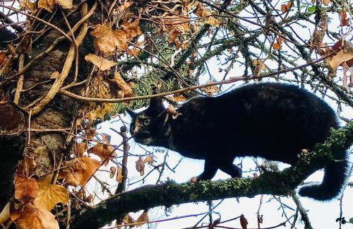 Métairie de Moutiques - Photo 49