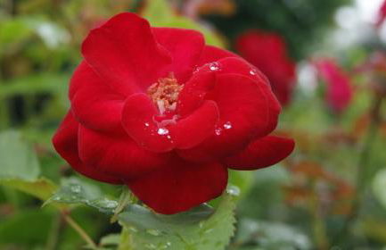 Casa de Sao Joao - Foto 16