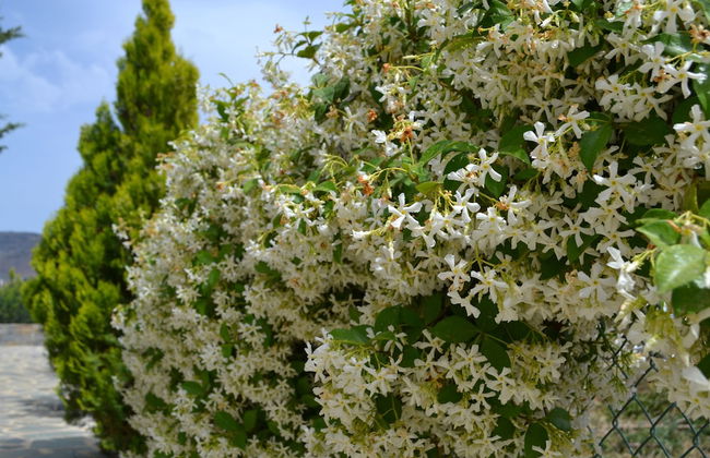 Villa Elena - Photo 44