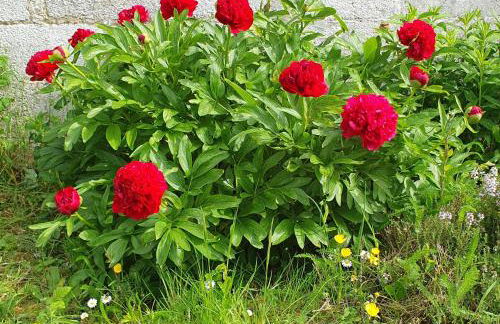 Maison confortable, terrasse et jardin à Amiens - Foto 40