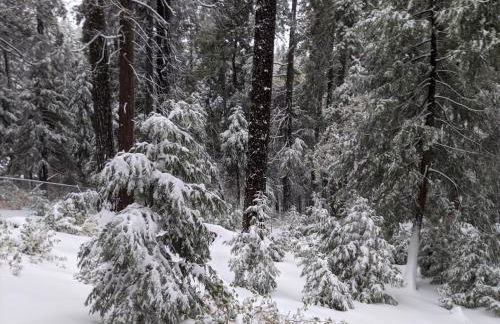 “The Grey Haven” – Secluded home in the woods - Foto 22