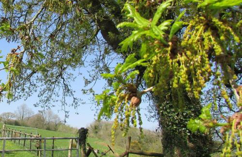 Penlan Farm Cottage - Foto 14