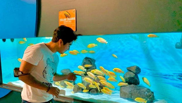 Contemplez les poissons colorés