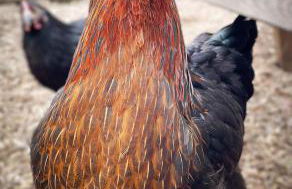 Coedmor Cottages - Foto 44