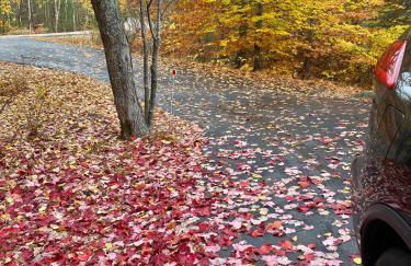 The Blue Lotus - Foto 19