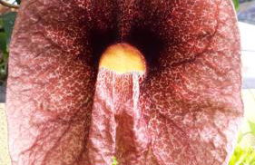 Terra Chã Cottage,FEEL Home, - Foto 32