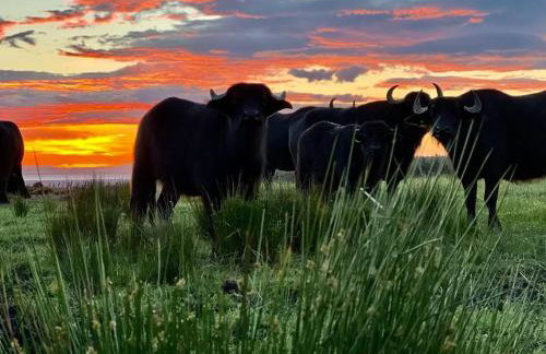 Willow Straw Bale Cabin - Foto 18
