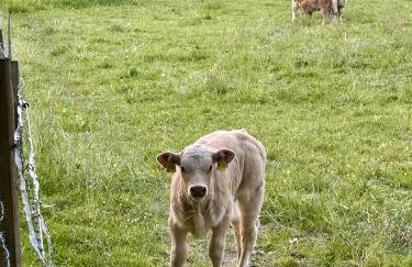 Bergisch Resort Josef - Foto 7