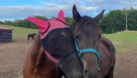 Happy Horse Sosnowa Góra - Foto 4