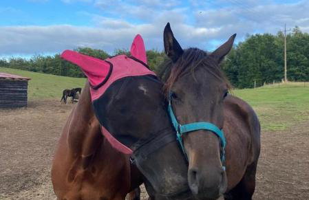 Happy Horse Sosnowa Góra - Foto 4