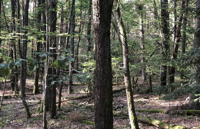 Holiday Home Under the Trees - Photo 15