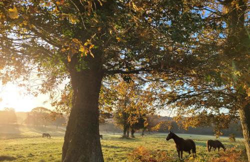 Le Cottage de la Doucette - Foto 45