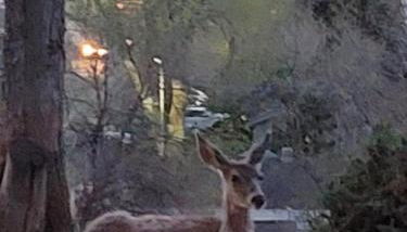 Mountain View Lodging Cody - Foto 3