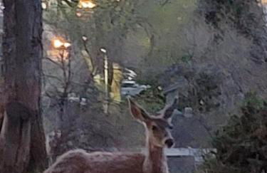 Mountain View Lodging Cody - Foto 3