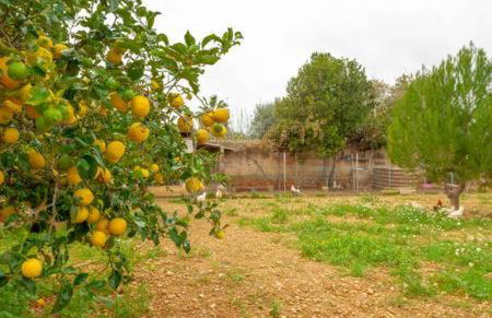 Villa Son Ferriol - Foto 48