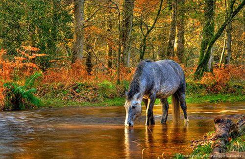 Shepherds Hut with Hot Tub - Foto 26