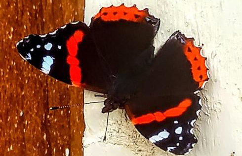 Butterfly Lodge quirky rural home stunning views - Photo 19