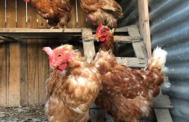 Agriturismo "Lo zafferano" - Foto 13