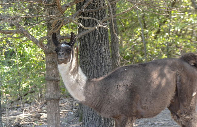 Llama House - Foto 42