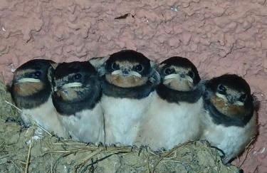 La Torretta - Foto 49