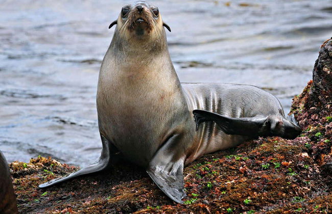 Observation d'otaries - Photo 8