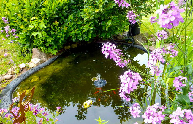 Schmetterlingsgarten - Foto 37