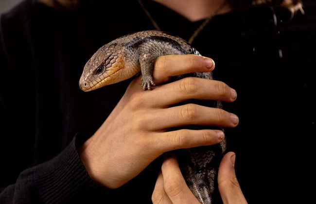 BIG4 Hobart Airport Tourist Park - Foto 3