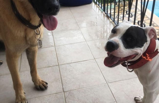 Tiger House - Foto 21