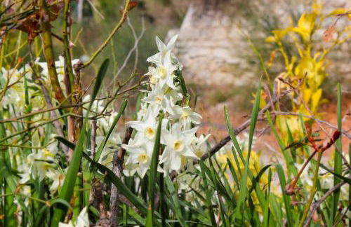 At Aunt Daniela house Oasis on Silence - Photo 57