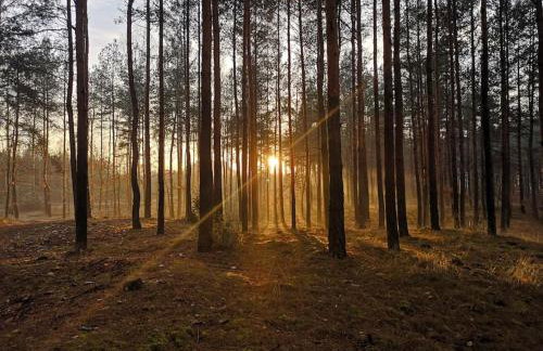 Sielanka Aleksandria - Foto 29