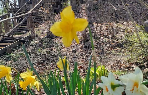 The Cabins at Healing Springs - Foto 52