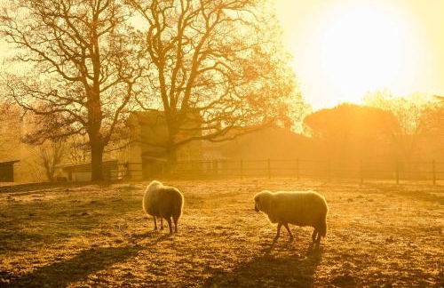 Homnest - Clairiere des Animaux - 1h de Toulouse - Photo 19