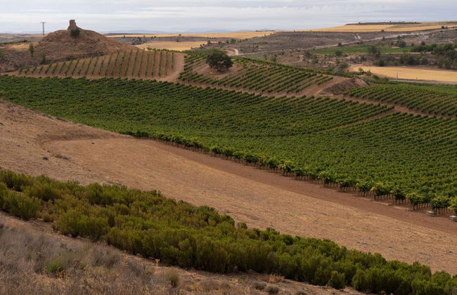 Visita della cantina Viña Arnáiz - Foto 6