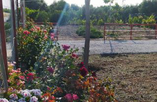 Ilios - country house - Photo 31