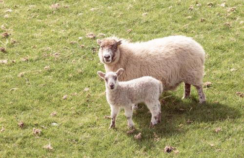 Characterful cottage near Tintagel and coast path - Foto 26