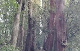 Serendipity - Foto 22