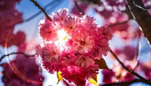 Ferienhaus Kirschblüte - Foto 2