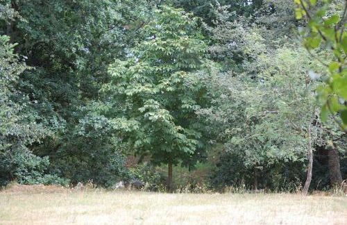 A Casa do Buxo - Foto 11