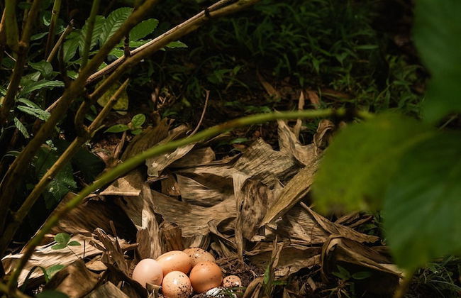 Sitio Cantinho Vovó Cida e Vovô Nilson - Foto 39