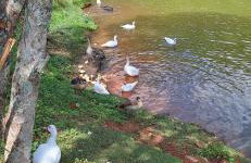 Lugar de paz em Itaipava - Foto 39