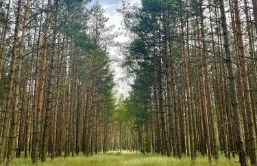 Leśne Siedlisko Wygonin - Foto 30