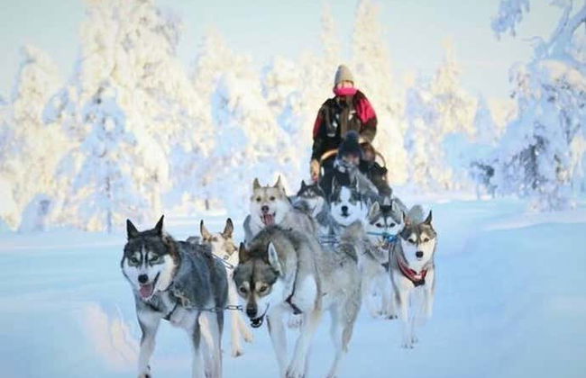 Balade en traîneau tiré par des chiens huskies à Rovaniemi - Photo 2