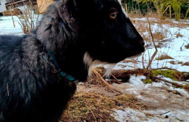 Ferienwohnung Goldfasan - Foto 37