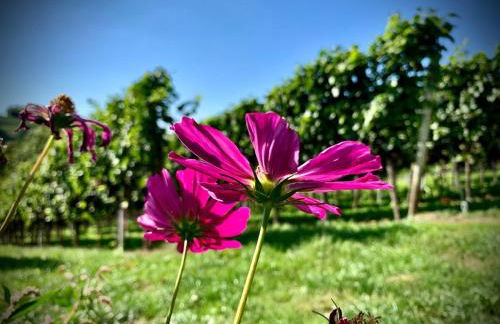 Ferienapartment Huber - Foto 25